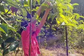 “百香果女童案”改判死刑，恶性犯罪自首不是“免死牌”| 长城评论图片
