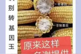 “火眼金睛”可区分转基因作物？别再被谣言蒙蔽双眼图片