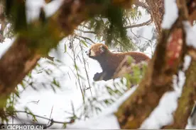 偶遇野生小熊猫图片