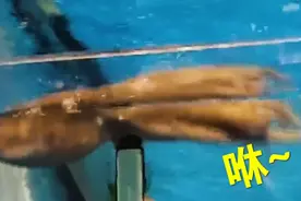 超市八爪鱼“越狱”成功身价翻倍，网友直呼太励志，还能活得久点图片