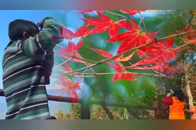 【“飞阅”中国】惊艳！漫山红叶，为山峦上“红妆”视频封面