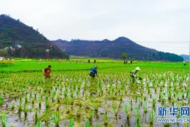 让核子“裂变”的“茭白队长”图片