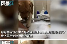 拉布拉多全程监督主人洗玩具，愁容满面一脸担忧，网友：操心的命啊图片