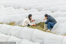 重庆酉阳：管护油茶苗图片