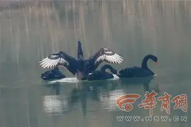 辟谣！“西安黑天鹅事件”中天鹅非野生 希望主人快来认领图片