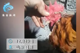 天气太冷公鸡脑袋结冰，主人用棒子敲击破冰，网友：怕是要“脑震荡”了图片