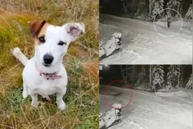 狗狗勇敢与饿狼对峙 舍弃生命救出小主人图片