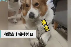 狗子沉迷用皮筋崩自己脑袋乐此不疲，眯眼准备的动作逗笑网友：真是个憨憨图片
