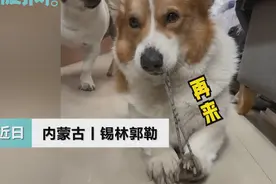 狗子沉迷用皮筋崩自己脑袋乐此不疲，眯眼准备的动作逗笑网友：真是个憨憨图片