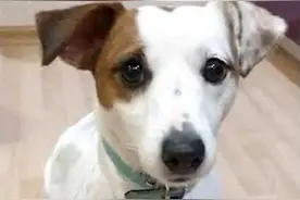 俄罗斯宠物狗舍身飞扑 狼口下勇救10岁小主人图片