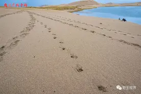 2020年我拍摄的100种野生动物图片