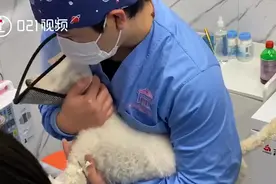 上海可免费预约流浪猫绝育手术视频封面