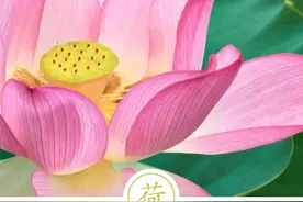 聆听汉字之美：《花草字传》，了解“荷”图片