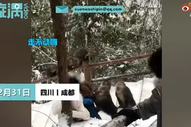 女游客在九峰山遭猴子撕咬脱衣，文旅局：那不是景区，是野生猴子图片