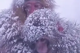 江苏花果山猴子风雪中抱团取暖直叫唤，景区：有庇身场所