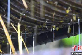 广西北部山区七旬老翁古法榨1500斤茶油籽为年夜饭“加油”图片