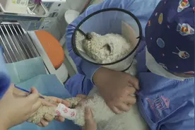 上海免费为流浪猫狗绝育两日来，预约已达近百只排期到三月底图片