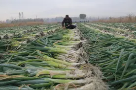 火了！杭州一男子种大葱卖到山东，能赚200万元：早知道就多种点图片