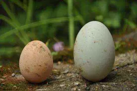 为什么鸡蛋和鸭蛋在超市里随处可见，而鹅蛋却很少见到？图片