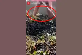 蜜雪冰城发赤脚踩葡萄榨汁视频被质疑后回怼？官方回应：假冒账号图片