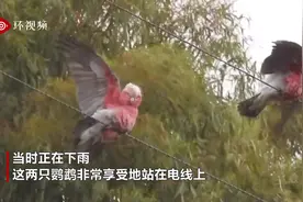 澳大利亚两桃红鹦鹉雨中在电线上转圈 酷似体操动作图片