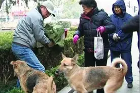 济南拟规定：遗弃犬只罚款两千元视频封面