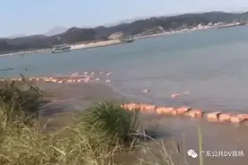 4吨来源不明的猪蹄、鸡翅漂浮江面？有人喊朋友来捡图片