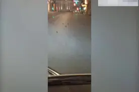 意大利罗马街头数百只鸟死亡 疑被烟花爆竹“吓死”图片