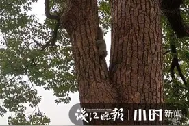 西湖网红松鼠被抓 | 抓松鼠的很可能是隼，良性食物链是西湖生态好的标志图片