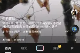 网友爆料：西湖边的网红松鼠被一只鹰抓走吃了！是胖得都跑不动了吗？图片