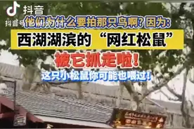 西湖边的“网红松鼠”被它抓走了图片
