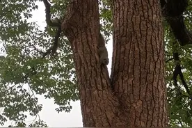 假期最后一天，西湖边网红被抓走！大伯一句话扎心：胖得都跑不动了图片