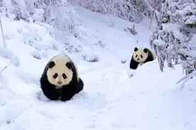 发现｜夏云：大熊猫就是古代的食铁兽？图片