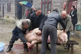 贵州土猪肉更香！贵阳阿姨花近万元杀年猪准备过年图片