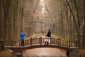 组图/江苏兴化水上森林冬景如画图片