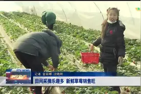 田间采摘乐趣多 新鲜草莓销售旺视频封面