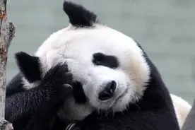 爱丁堡动物园没钱了，大熊猫阳光和甜甜明年或被迫回中国图片