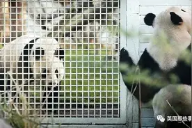 英国动物园因疫情亏损付不起租金，想把两只大熊猫还给中国图片