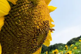 暖！葵花绽放“笑脸”逐冬阳视频封面