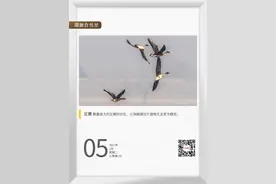 湖湘自然历丨大雁都是些什么雁图片