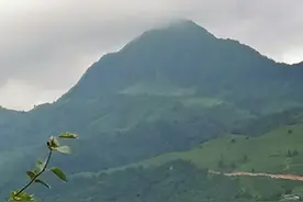 神奇久远的城步苗医苗药图片