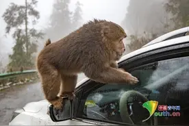 雪后藏酋猴拦路讨食 吸引游人拍照图片
