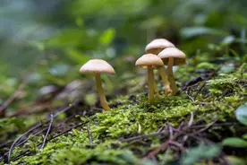 野生蘑菇能吃吗？能看出来是否有毒吗？