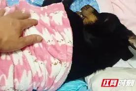 20年 他给160余条流浪狗安了家图片