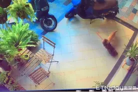 耶～得到逗猫棒！橘猫「路边偷鸡毛掸子」　悠悠走过笑翻网友图片