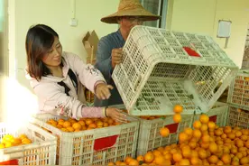 放弃城市生活，她在乳源深山用柑橘铺就小康路图片