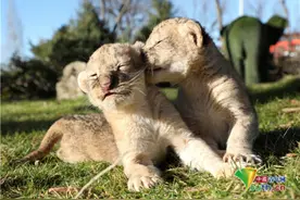 克里米亚狮子宝宝出生仅5天 眯眯眼打哈欠太呆萌图片