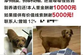 值不值？花近万元请“救援队”从上海飞到贵阳找爱犬，结果打水漂！双方看法不一……图片