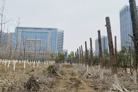 合肥“网红银杏林”被剃光头？施工人员回应：为治理杨絮，只对杨树截干图片