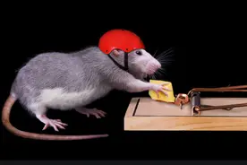 刘华｜老李智斗老鼠图片